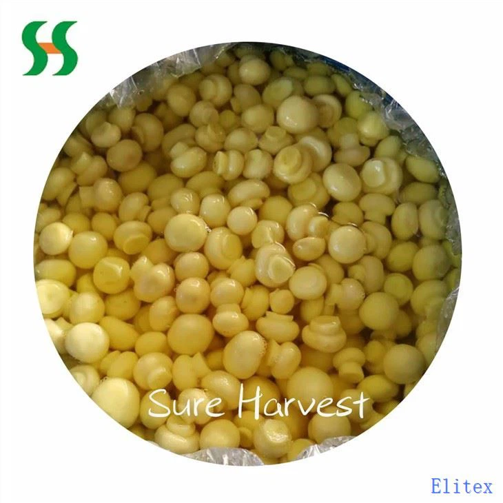 Champignon Mushroom In SO2 (3)