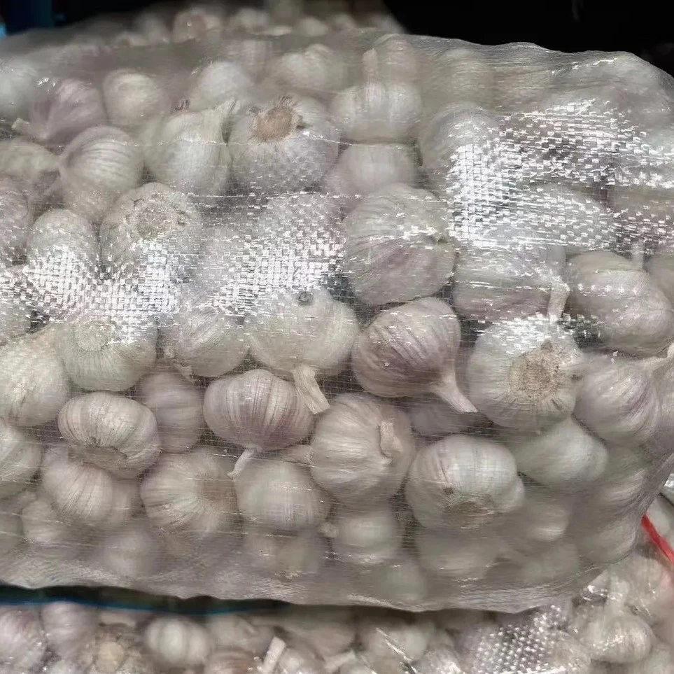 Garlic in Chinese Factory Fresh White price